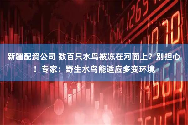 新疆配资公司 数百只水鸟被冻在河面上？别担心！专家：野生水鸟能适应多变环境